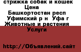 стрижка собак и кошек › Цена ­ 500 - Башкортостан респ., Уфимский р-н, Уфа г. Животные и растения » Услуги   